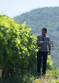 Organic Vineyards