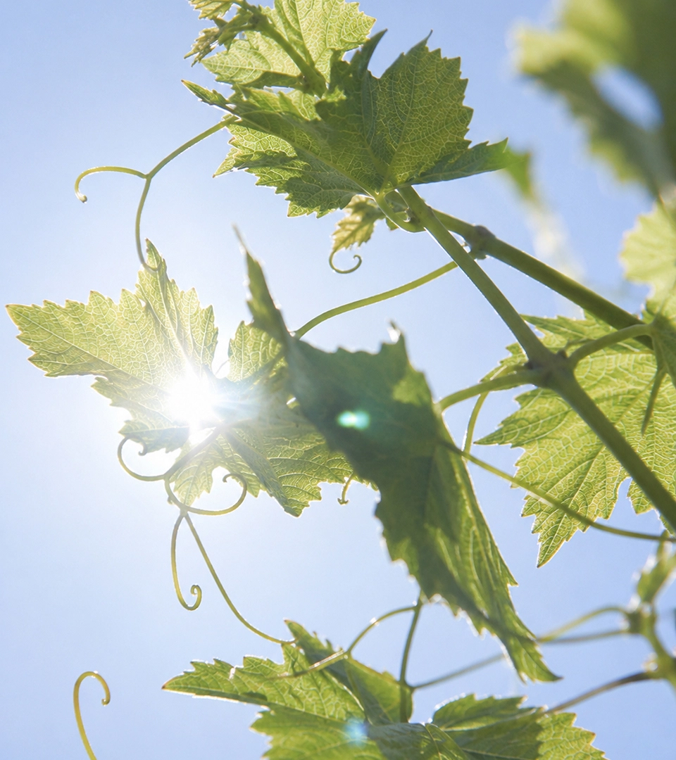 Organic Vineyards